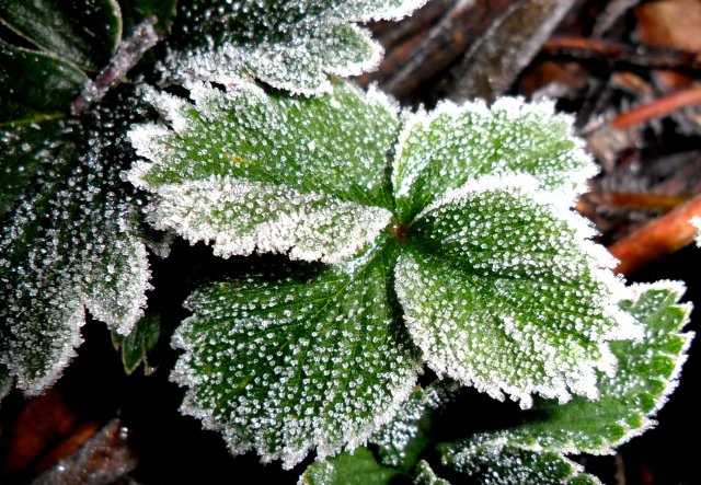 strawberries to come