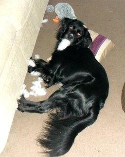 Lesser bearded stuffing hound