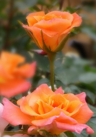 gardenand stuff 4701