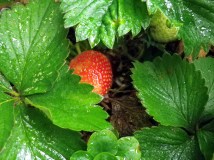 Promise of things to come