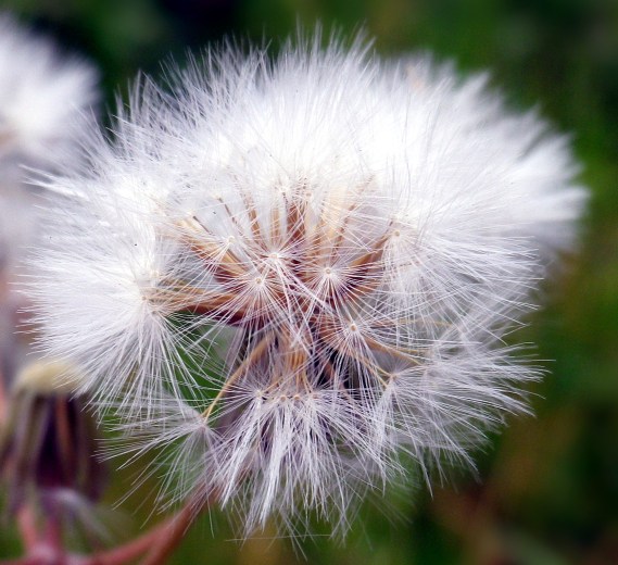 Seed head