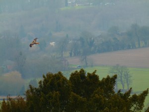 Red kite over West Wycombe