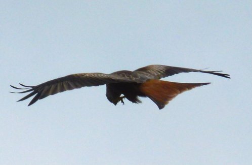 red kite
