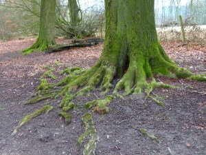 Roots on the Ridgeway