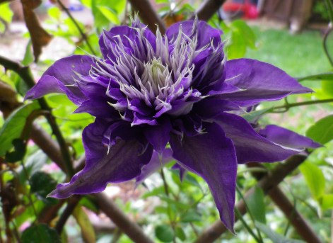 Clematis