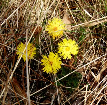 Coltsfoot in flower