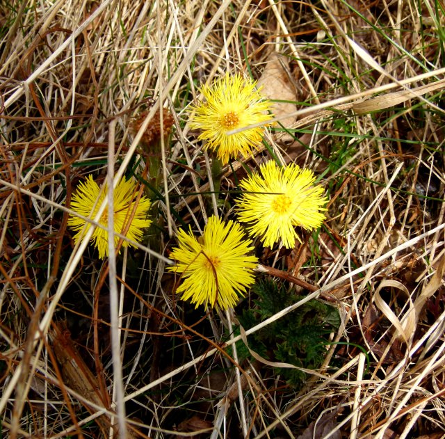 Coltsfoot in flower