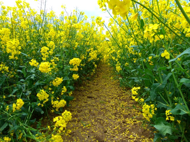 the triumph of horsenden 052