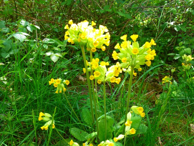 the triumph of horsenden 062