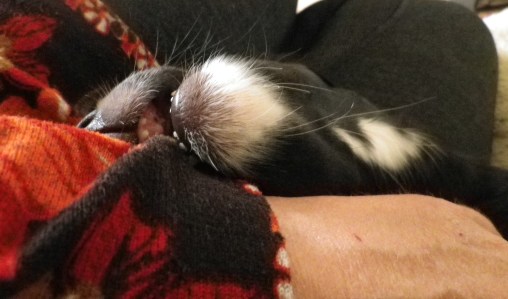 puppy holding on to sleeve