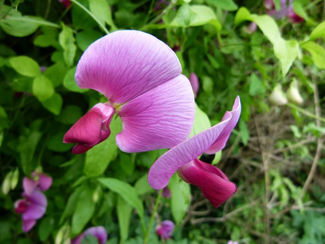 Wild pea