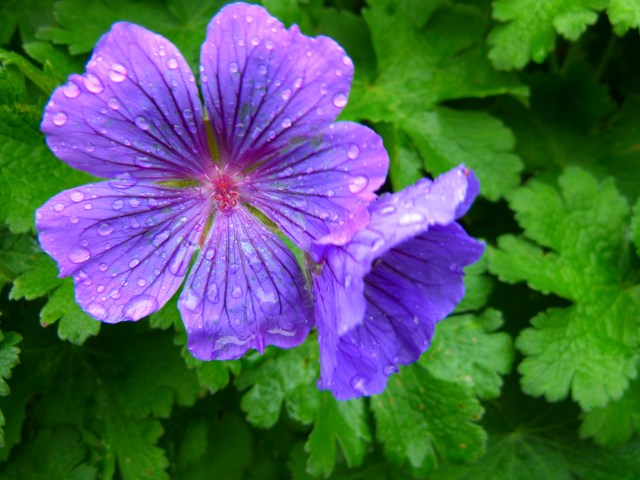 Geranium