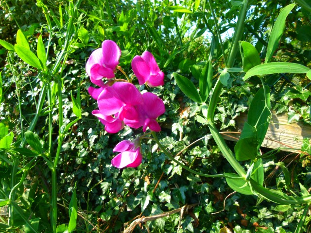 Ivinghoe and cathedral 151