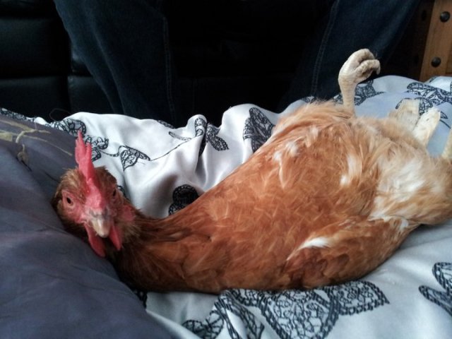 Ok, it's a chicken.. keep reading.