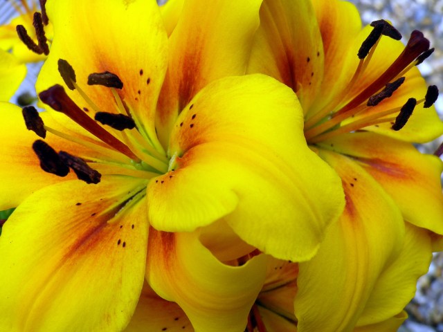 gardenand stuff 4712