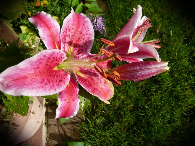 Magicians handbook officers 020