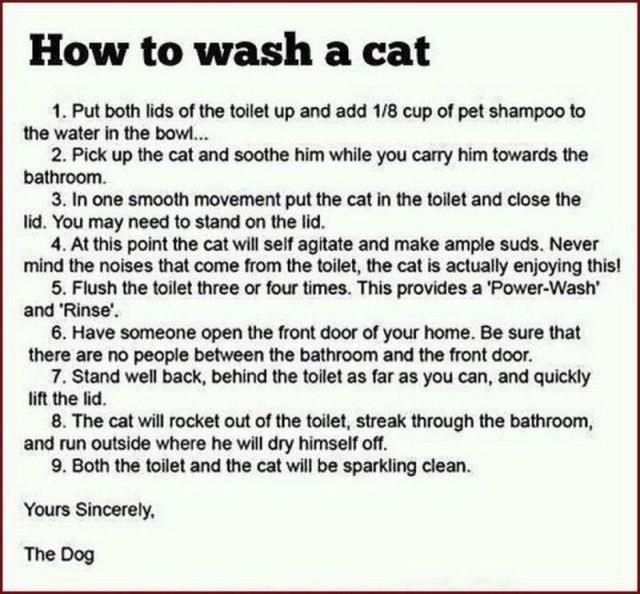 wash cat