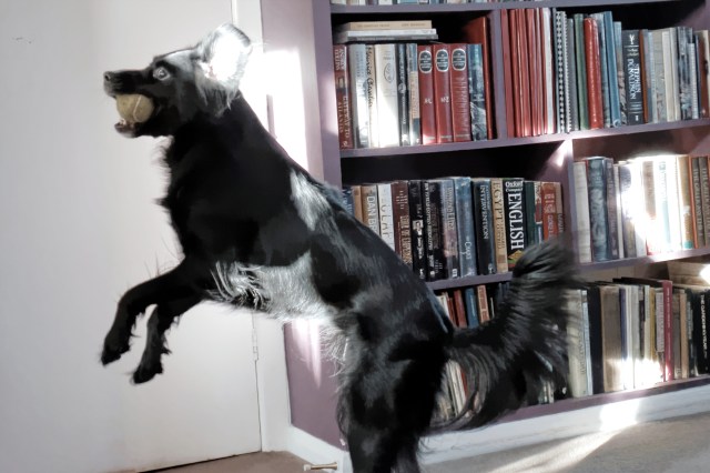 Photo of Ani by my son, Nick Verron