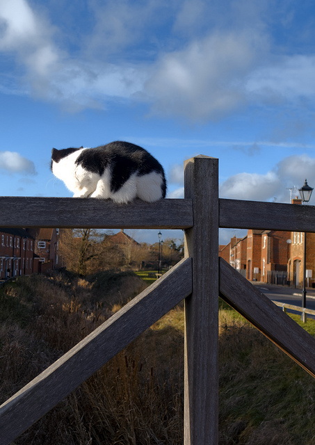 Photo: Pondering by Nick Verron