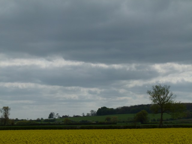 fields 006