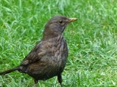 Diana and co north 010