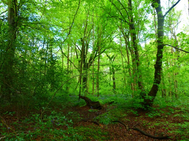 Diana and co north 012