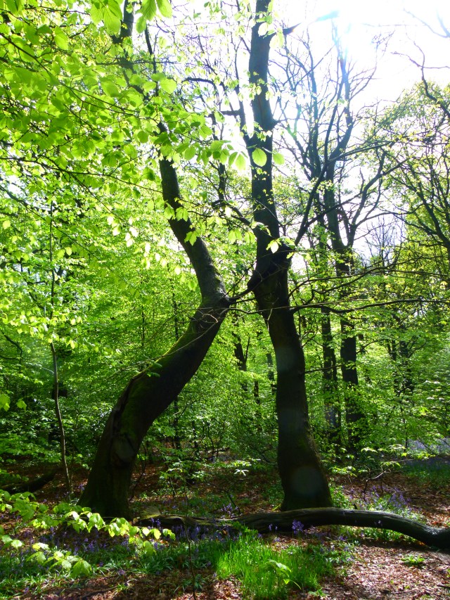 Diana and co north 017