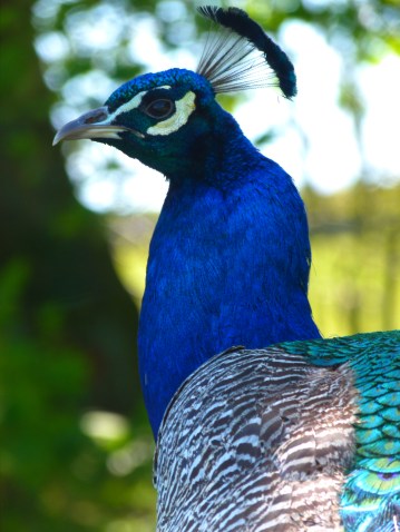 Diana and co north 030