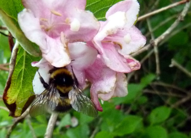 Diana and co north 037