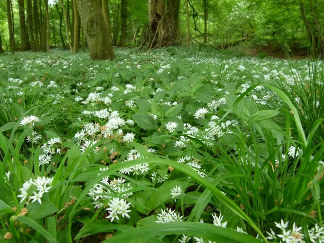 diana nick ashridge 029