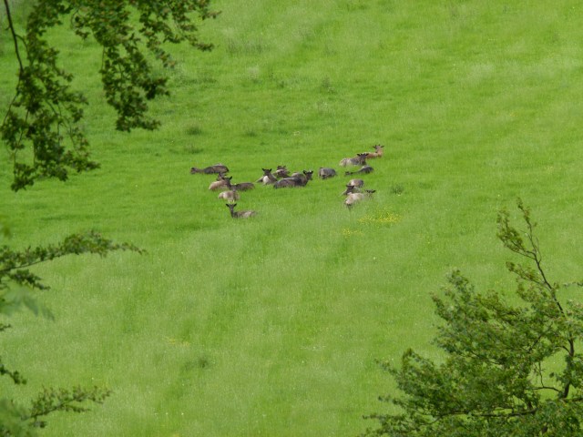 diana nick ashridge 042