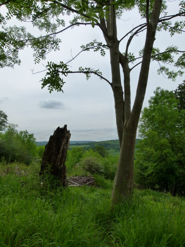 diana nick ashridge 045