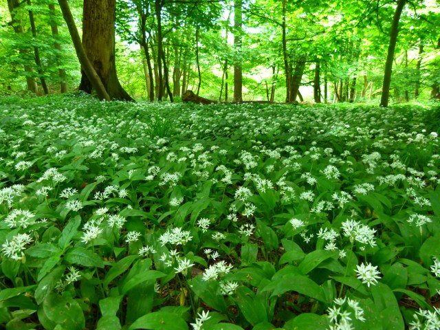 diana nick ashridge 090