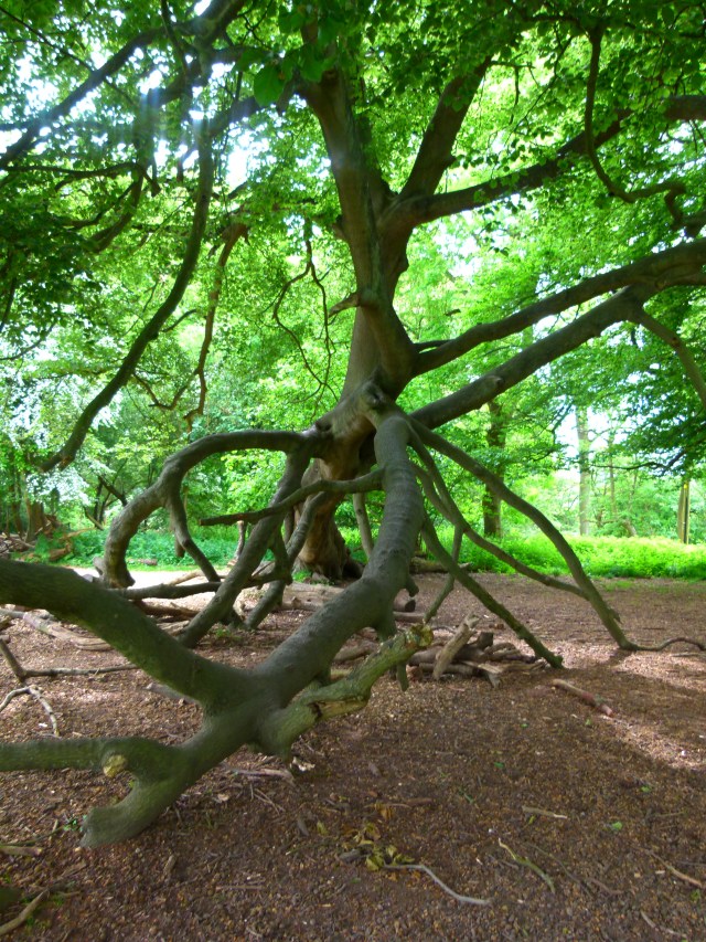 diana nick ashridge 124