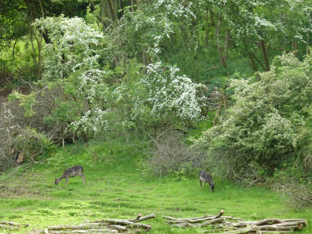 diana nick ashridge 159