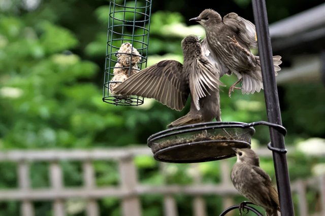 Karate - by Nick Verron