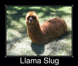 lama