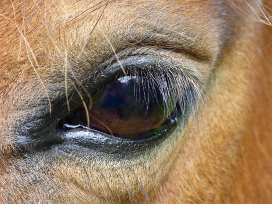 Horse's eye