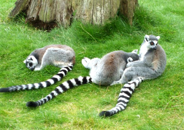 Look, I ran out of elephants....