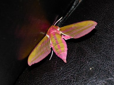 Elephant hawk moth 