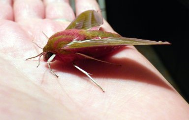 Elephant hawk moth on hand
