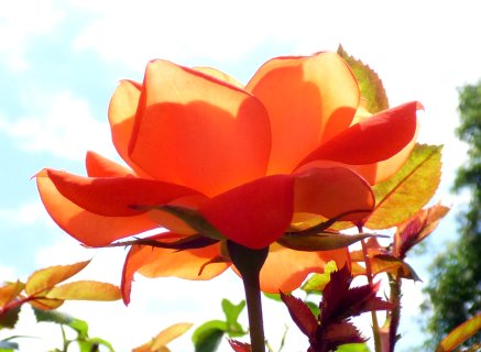 orange rose