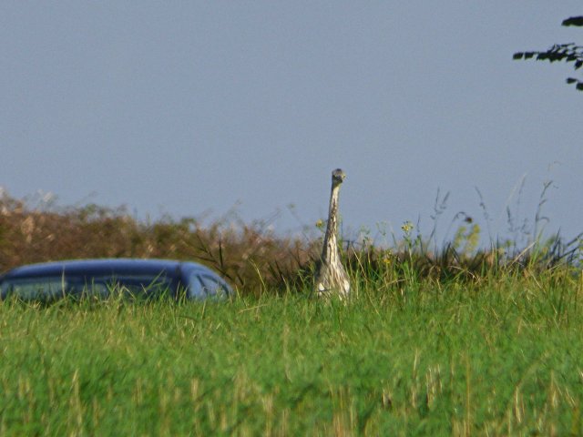 An ostrich in Buckinghamshire?