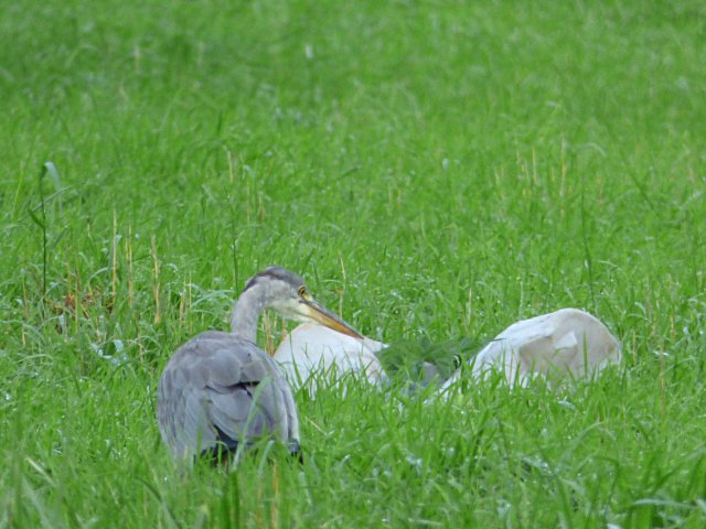 ...or a scavenging heron...