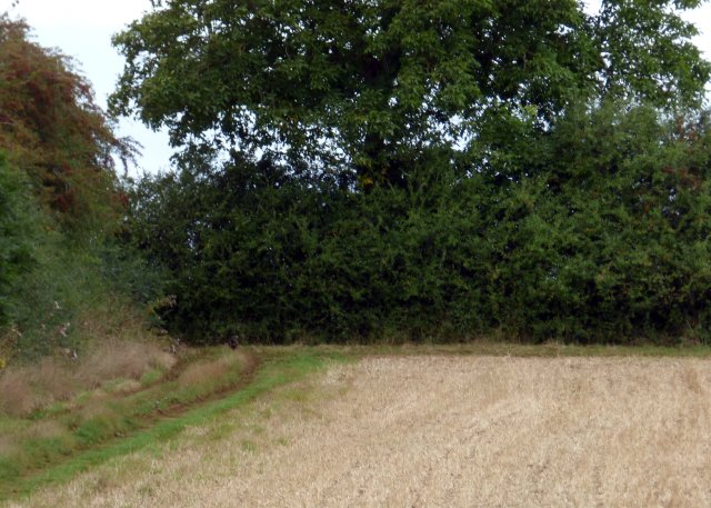 The buzzard in the corner