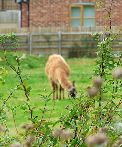 random llama, abbots bromley