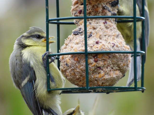 baby blue tit feeder (8)