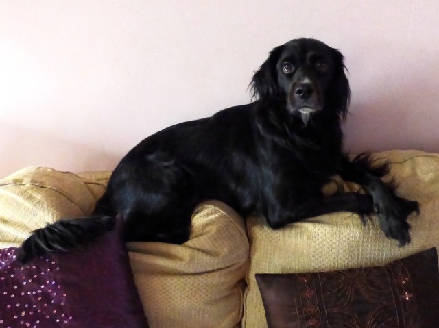 bird and dog 001_DxO