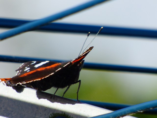 butterflies 045