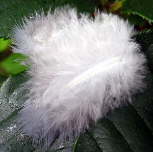 gardenand stuff 4711